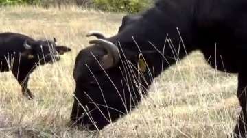 Зелена светлина: Мирково - пасищно отглеждане на биволи