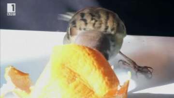 Зелена светлина: Врабчето, което топли човешки сърца