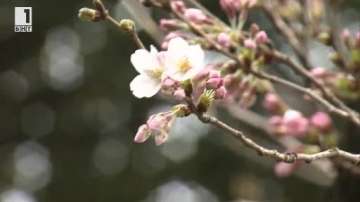 Зелена светлина: Защо японците остаряват бавно и живеят дълго?