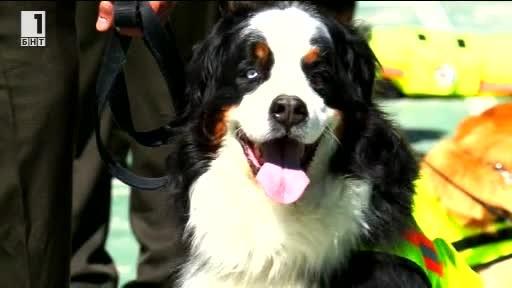 Зелена светлина: Кучета-полицаи в пенсия