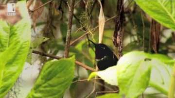 Зелена светлина: Незрящият, който вижда птиците