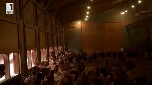 Зелена светлина: Щастливи кококошки