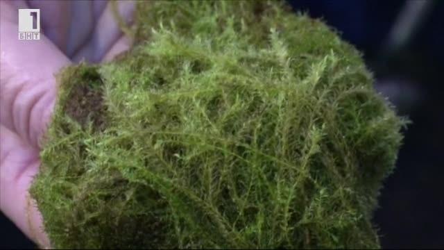 Зелена светлина: Воден мъх