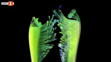 Зелена светлина: ​Растения от 4D принтер