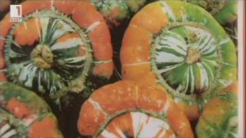 Зелена светлина: Нелегално опазване на сортови семена