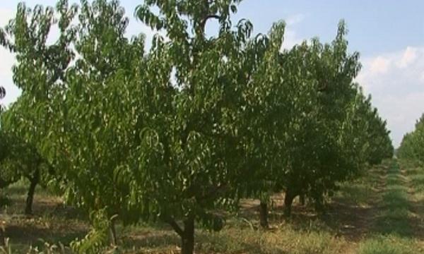  10 млн. лева са загубите за България от руското ембарго, показват първите анализи
