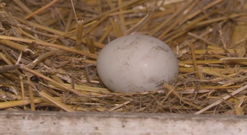 Кокошка снася зелени яйца