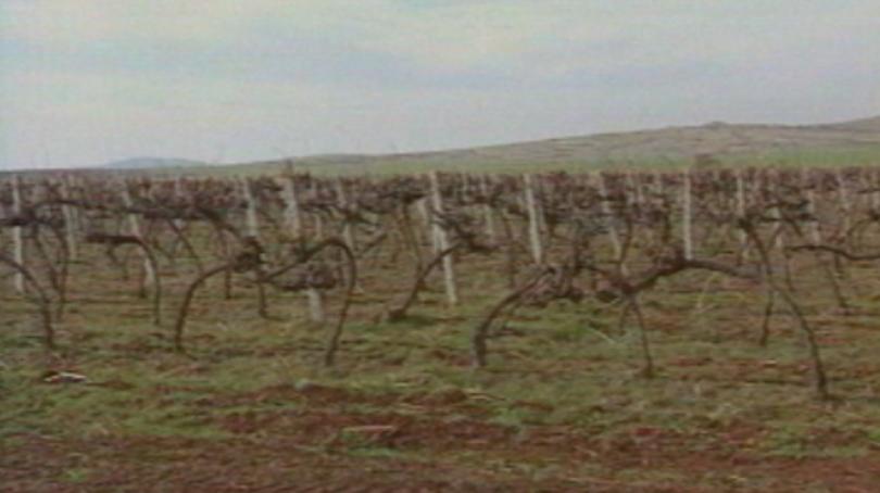 Забраната за продажба на земя на чужденци остава до есента