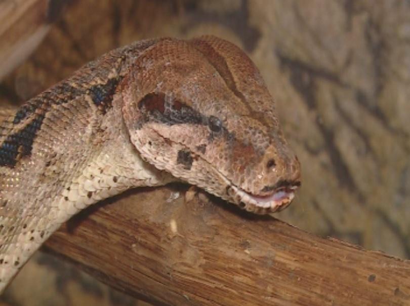 Откриха избягалата в пловдивски мол змия