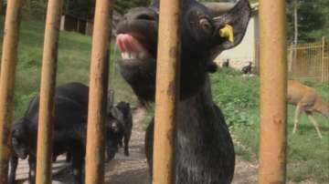 Половината Зоологически градини в страната са пред затваряне