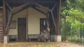 Очаква се да станат ясни пробите на умрелите в столичния зоопарк животни