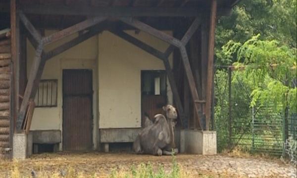 Очаква се да станат ясни пробите на умрелите в столичния зоопарк животни