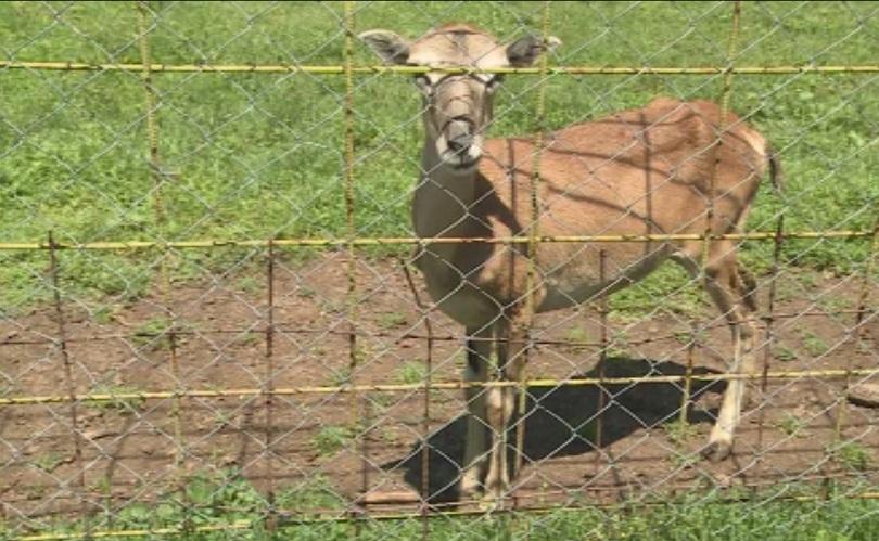 Нови обитатели на зоопарка в Стара Загора