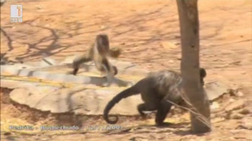 Зелена светлина: Болка от любов