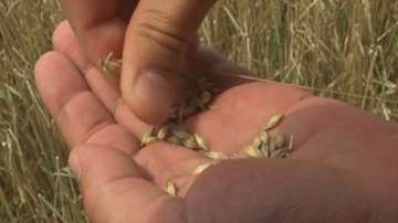 Поройните дъждове нанесоха огромни щети на реколтата от пшеница