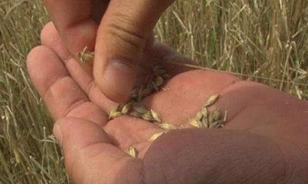 Поройните дъждове нанесоха огромни щети на реколтата от пшеница